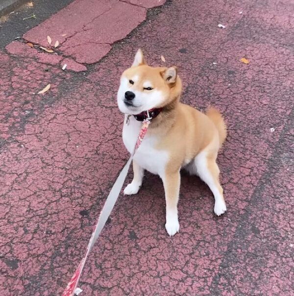 帰らないと拒否するポポちゃん