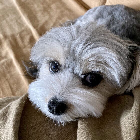 あご乗せする犬