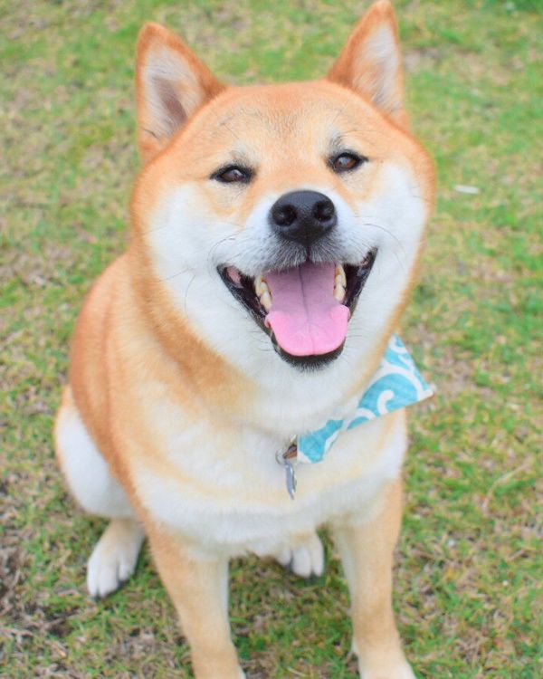 川に映る「お友達」を不思議がる柴犬