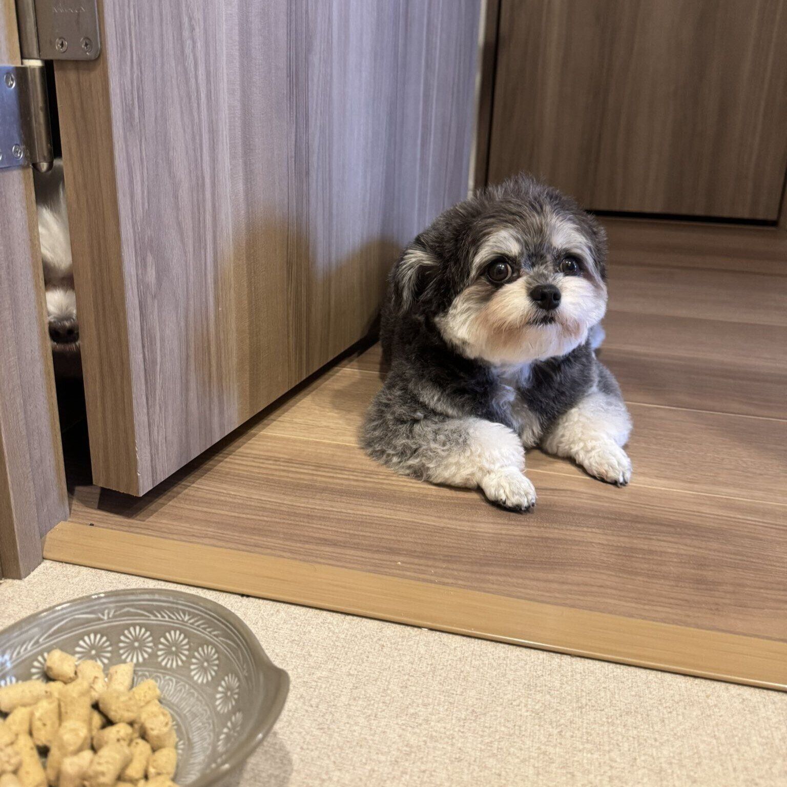 「まゆげ」の愛称で親しまれている“妹犬”のとろろちゃん（写真右）