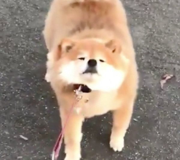 駄々をこねちゃうちよちゃん