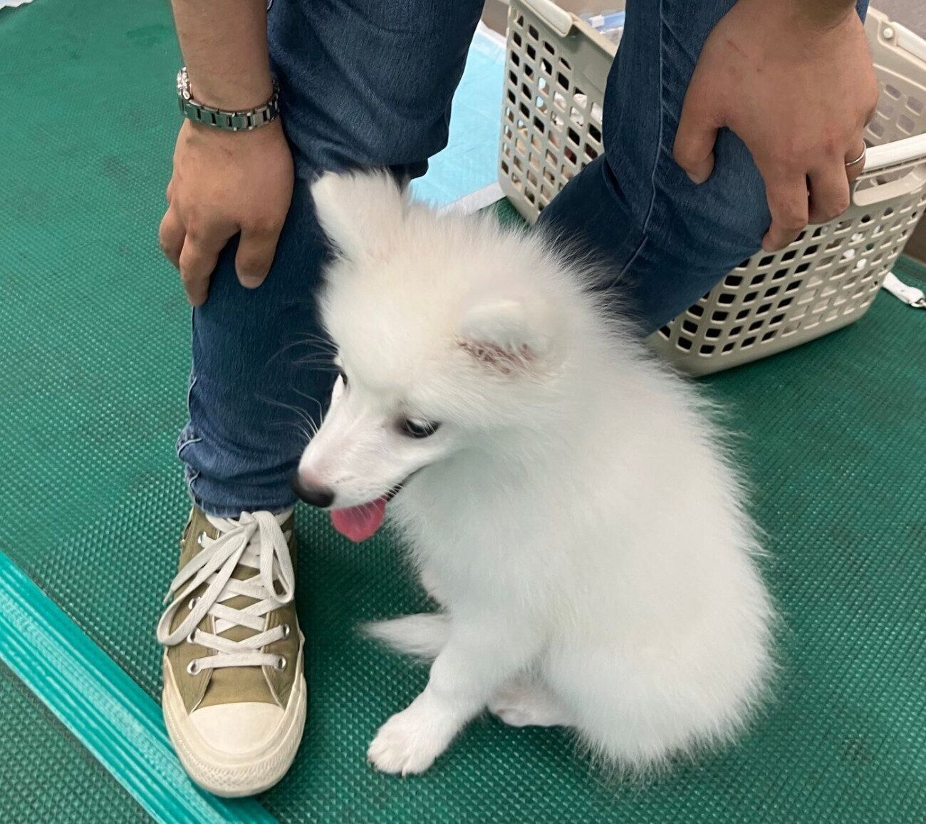 パピーパーティーに参加したテミーちゃん