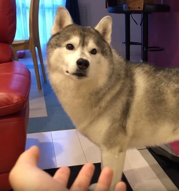 寂しそうなシベリアン・ハスキー