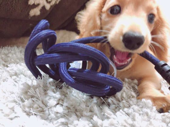 カミカミする犬