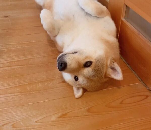 「ドアストッパー」と化すユクちゃん