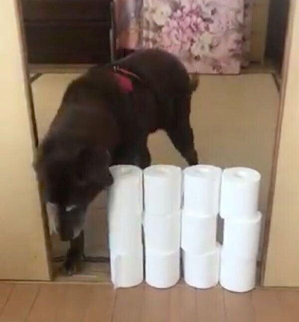 トイレットペーパーチャレンジをする副ちゃん