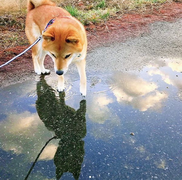 お散歩する柴犬