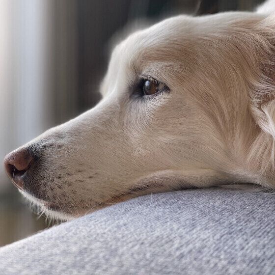 ボーダー・コリーのハニーちゃん
