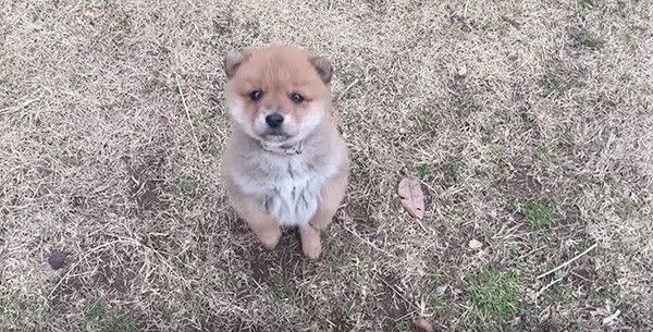 立ち上がる保護犬