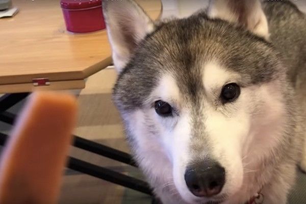 シベリアン・ハスキー