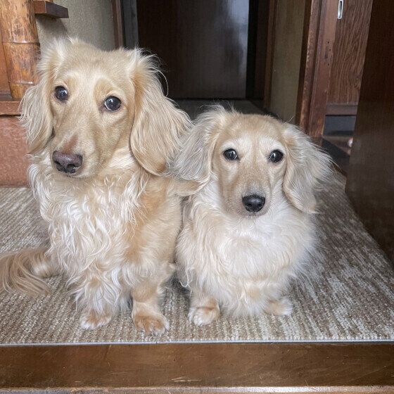 犬を多頭飼いするときの部屋作りのポイント 犬の寝床やトイレは共有？ 個別？ いぬのきもち