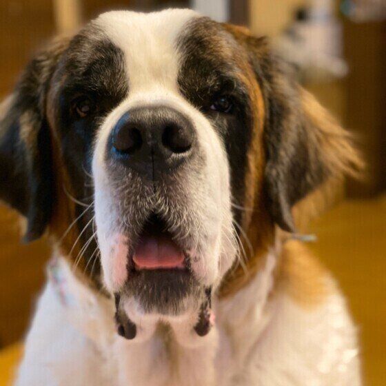 セント・バーナードのムースくん