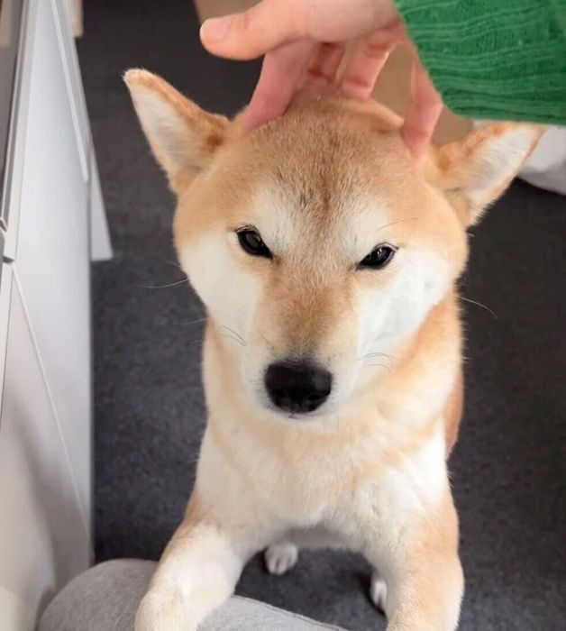 飼い主さんに「かまってアピール」をするすずちゃん
