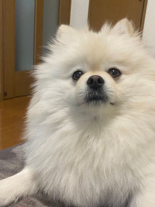 「頭から昆布茶のようなニオイがします」と投稿された1枚