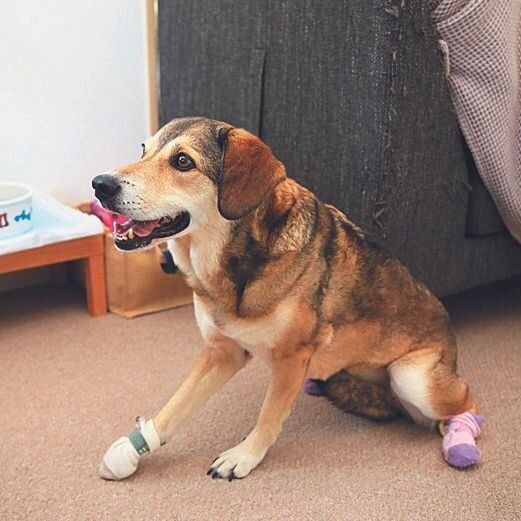 埼玉県のKさん夫妻に迎えられたさんごちゃん（メス・11才／14.5㎏／ミックス／マイペース）