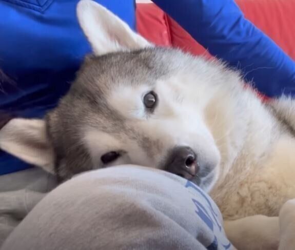 甘えているシベリアン・ハスキー