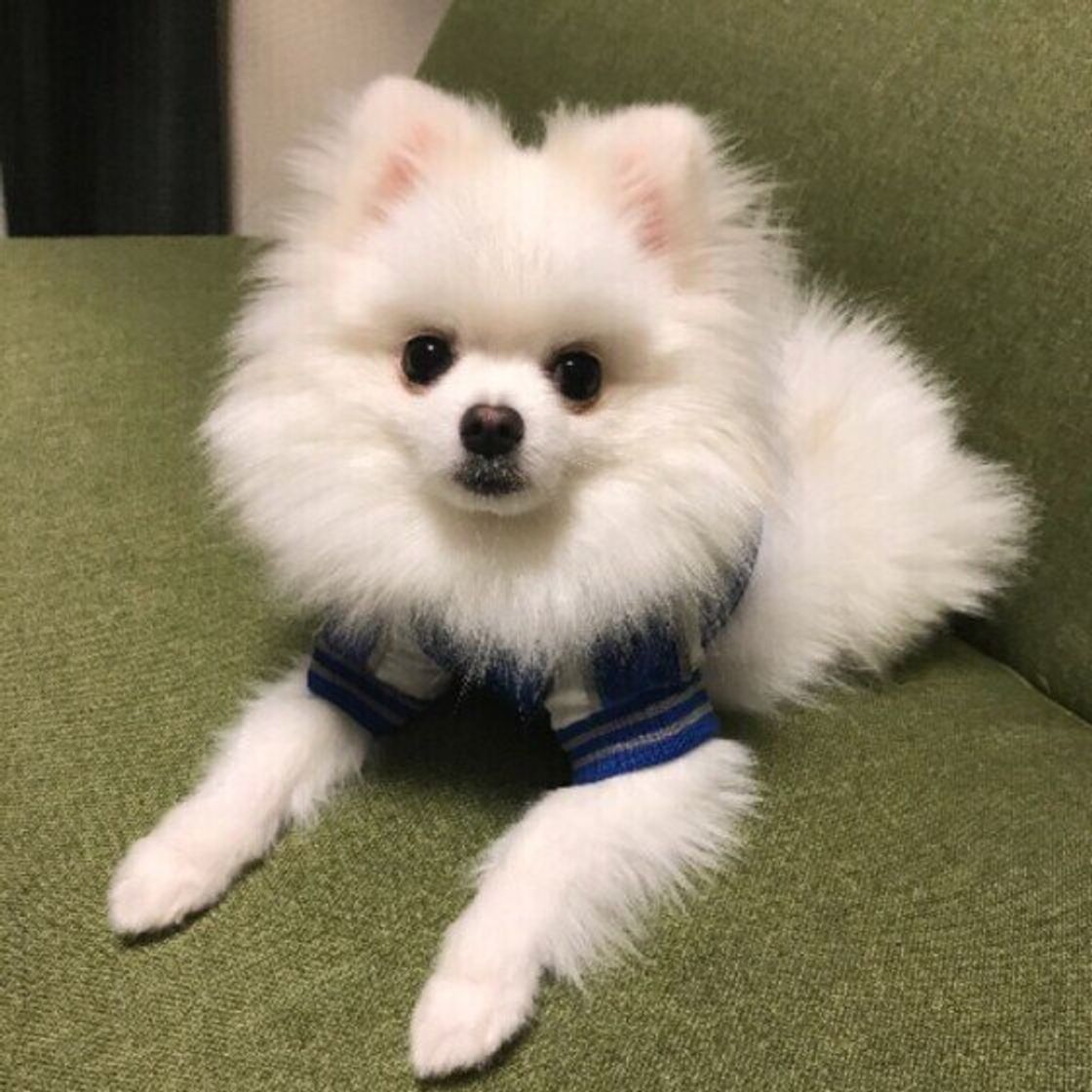 犬 寒さに強い わけではない 犬って意外と寒がりなんです いぬのきもちweb Magazine 犬 寒さに強い わけではない 犬って意外と寒がりなんです いぬのきもちweb Magazine