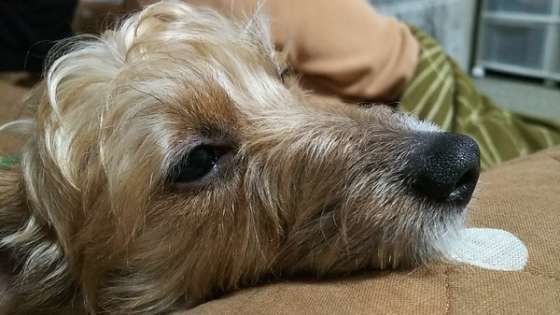 ジャック・ラッセル・テリア