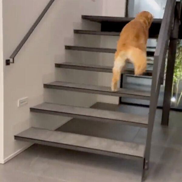 パパさんの帰宅を喜ぶゆずちゃん