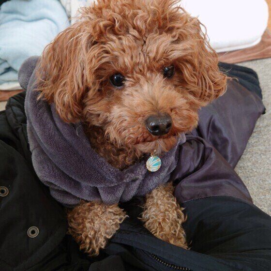 コートの上に乗っかるトイ・プードル