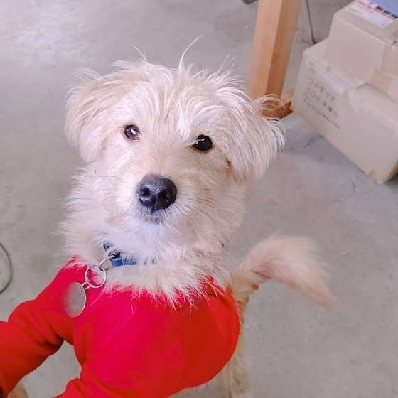 カメラ目線のMIX犬