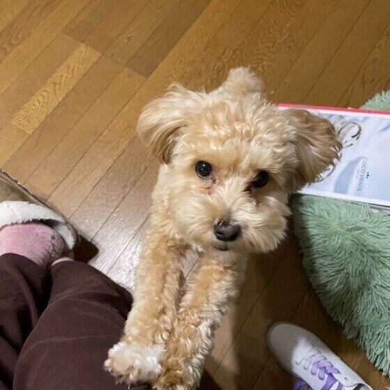 飼い主さんの顔を見つめる小型Mix犬