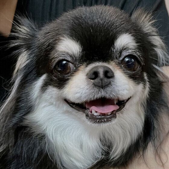 犬のトリミングを行う際の注意点 愛犬のカットスタイルを選ぶ際に考えておきたいこと いぬのきもち