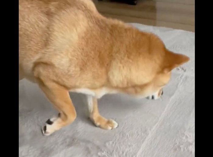 匂いを嗅ぐおだしくん