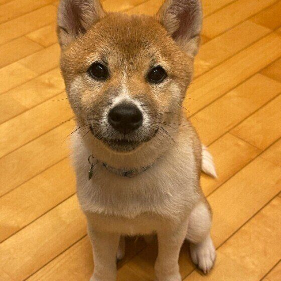 見つめる柴の男の子