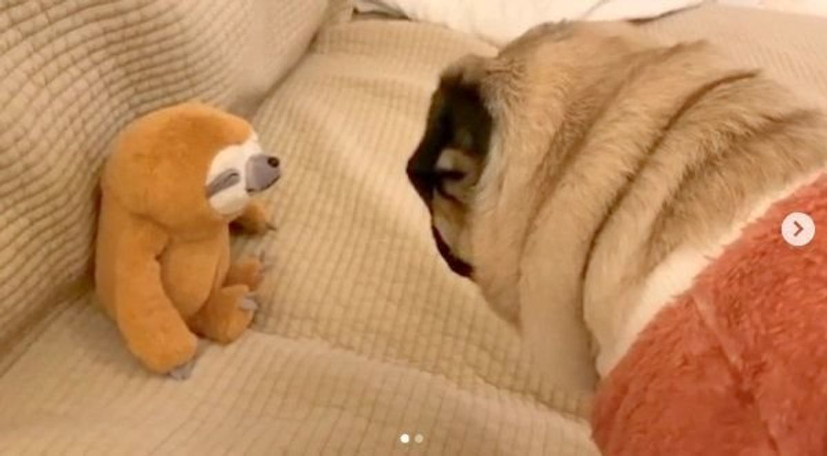 話しかけると答えるぬいぐるみ 犬が大興奮する展開に いぬのきもちweb Magazine 話しかけると答えるぬいぐるみ 犬が大興奮する展開に いぬのきもちweb Magazine