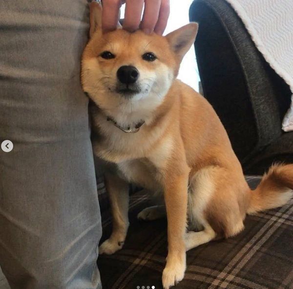 豆柴のにこちゃん