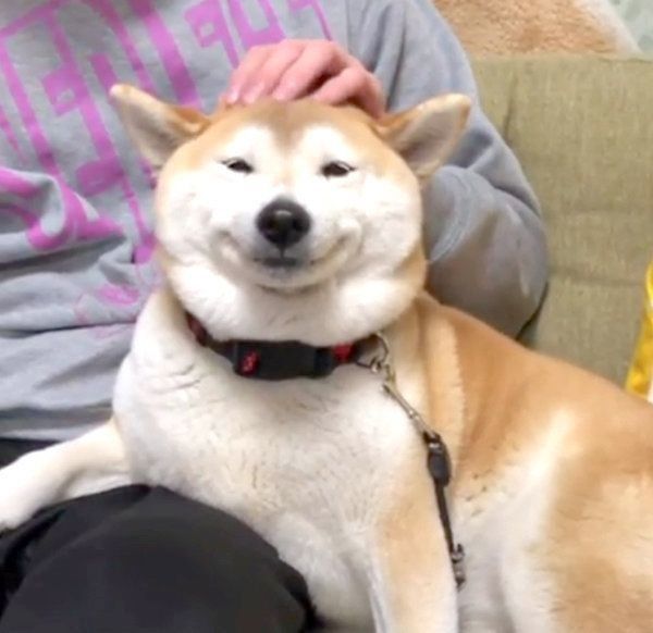 かわいい笑顔を見せる柴犬