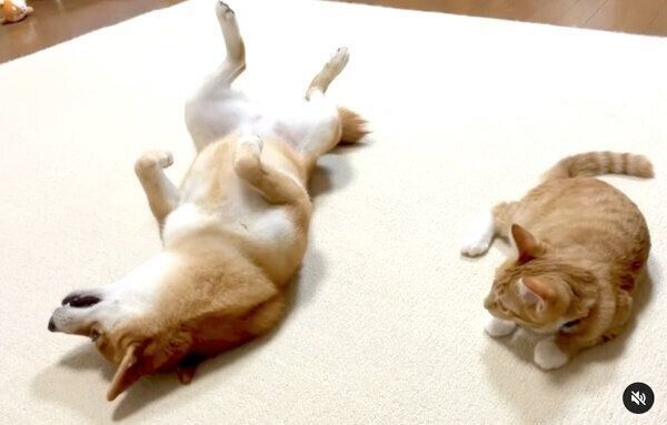 まったりするぷくちゃん、りんくん