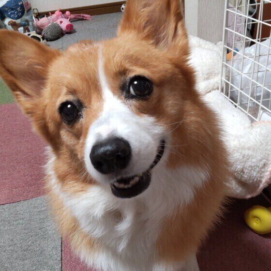 笑顔のウェルシュ・コーギー・ペンブローク