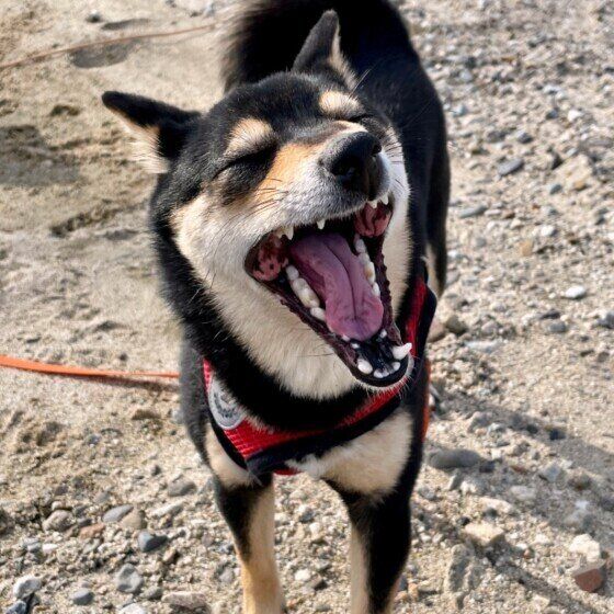 柴犬のおすしちゃん