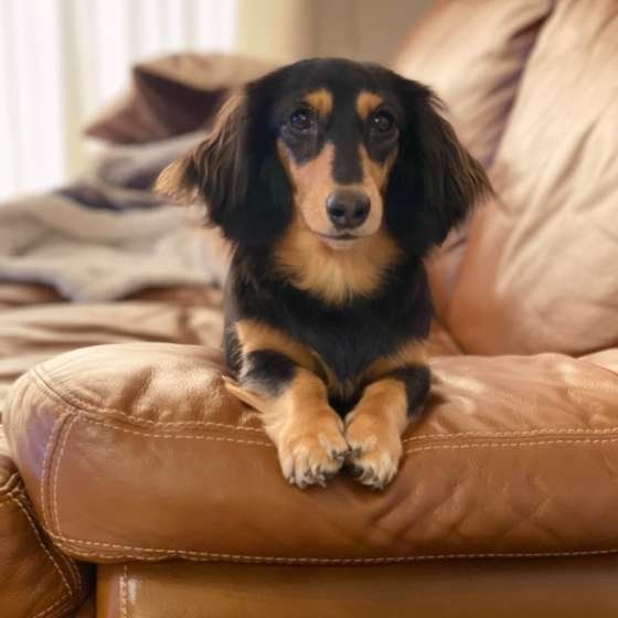 引越しは愛犬にストレス 新生活の前に準備したいこと いぬのきもちweb Magazine