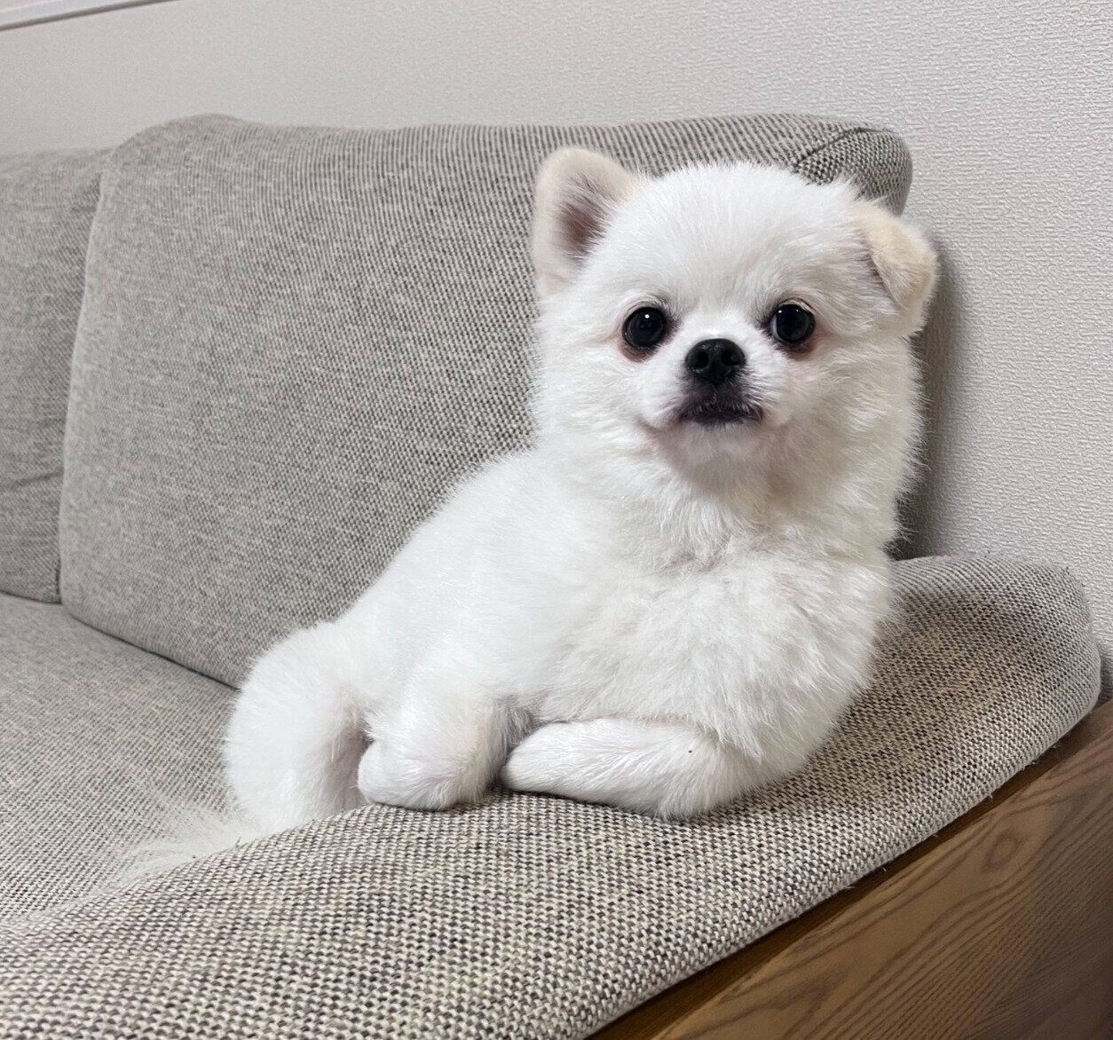 ソファでくつろぐましゅくん