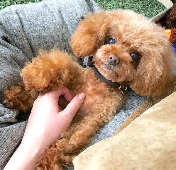 元繁殖犬・トイ・プードルのニコちゃん