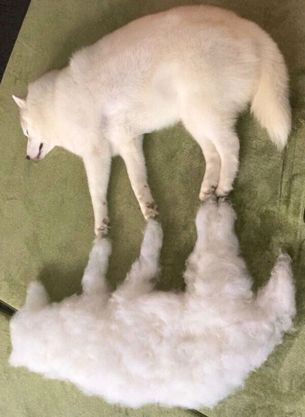 脱皮が完了したグーちゃん