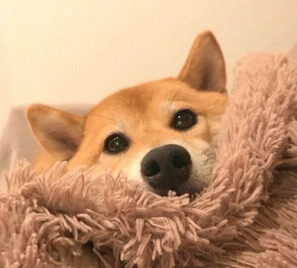 まったりするエマちゃん