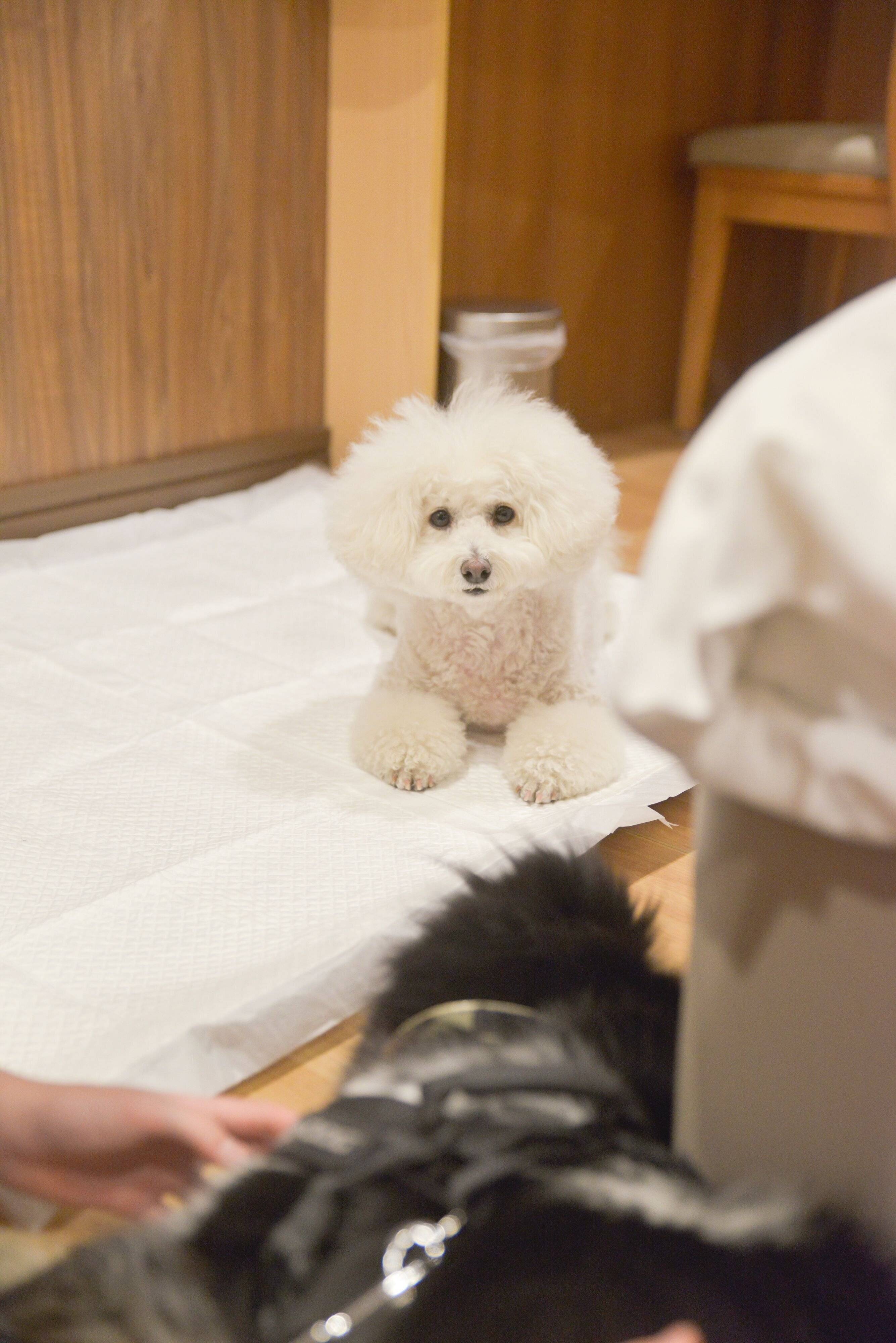 トイレシートもしっかり常備されています