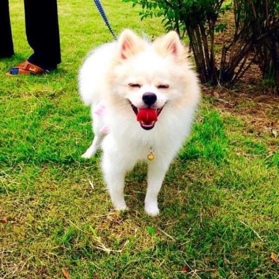 外でリラックスしている犬