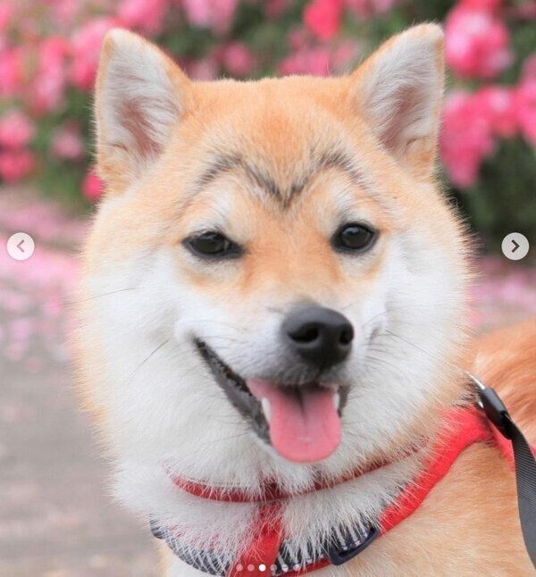 カモメ眉が可愛いこまりちゃん