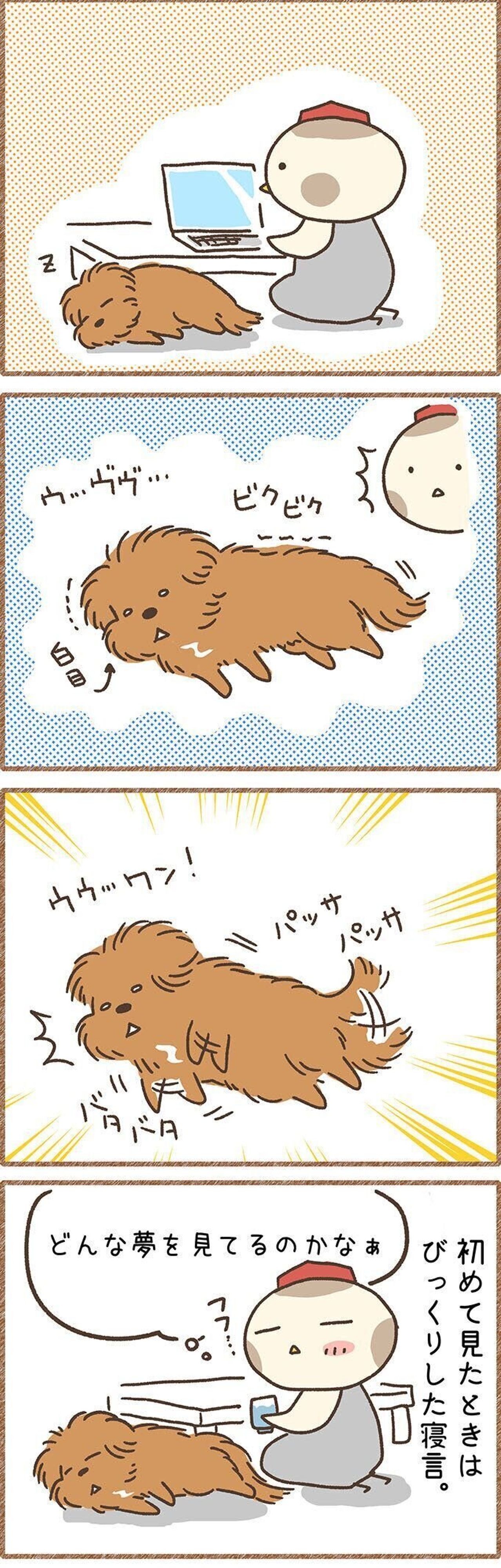 寝ている時の足バタバタ 白目 どんな夢を見ているの 連載 こぐま犬てんすけ Vol 97 いぬのきもちweb Magazine 寝ている時の足バタバタ 白目 どんな夢を見ているの 連載 こぐま犬てんすけ Vol 97 いぬのきもちweb Magazine