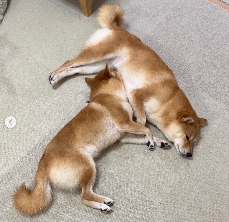 くっついて眠るはなちゃん、まるちゃん