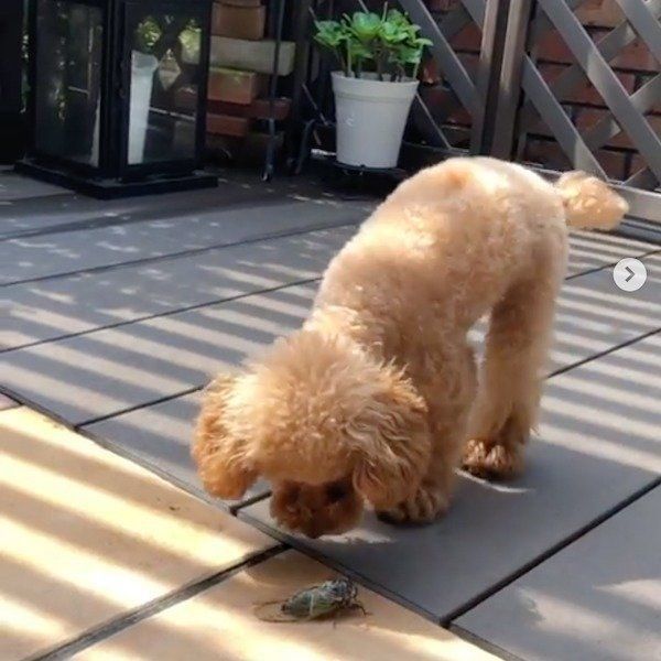 セミと対峙するトイ・プードル