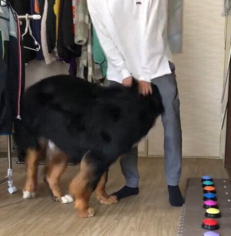 興奮気味に飼い主さんへ近づく八兵衛くん