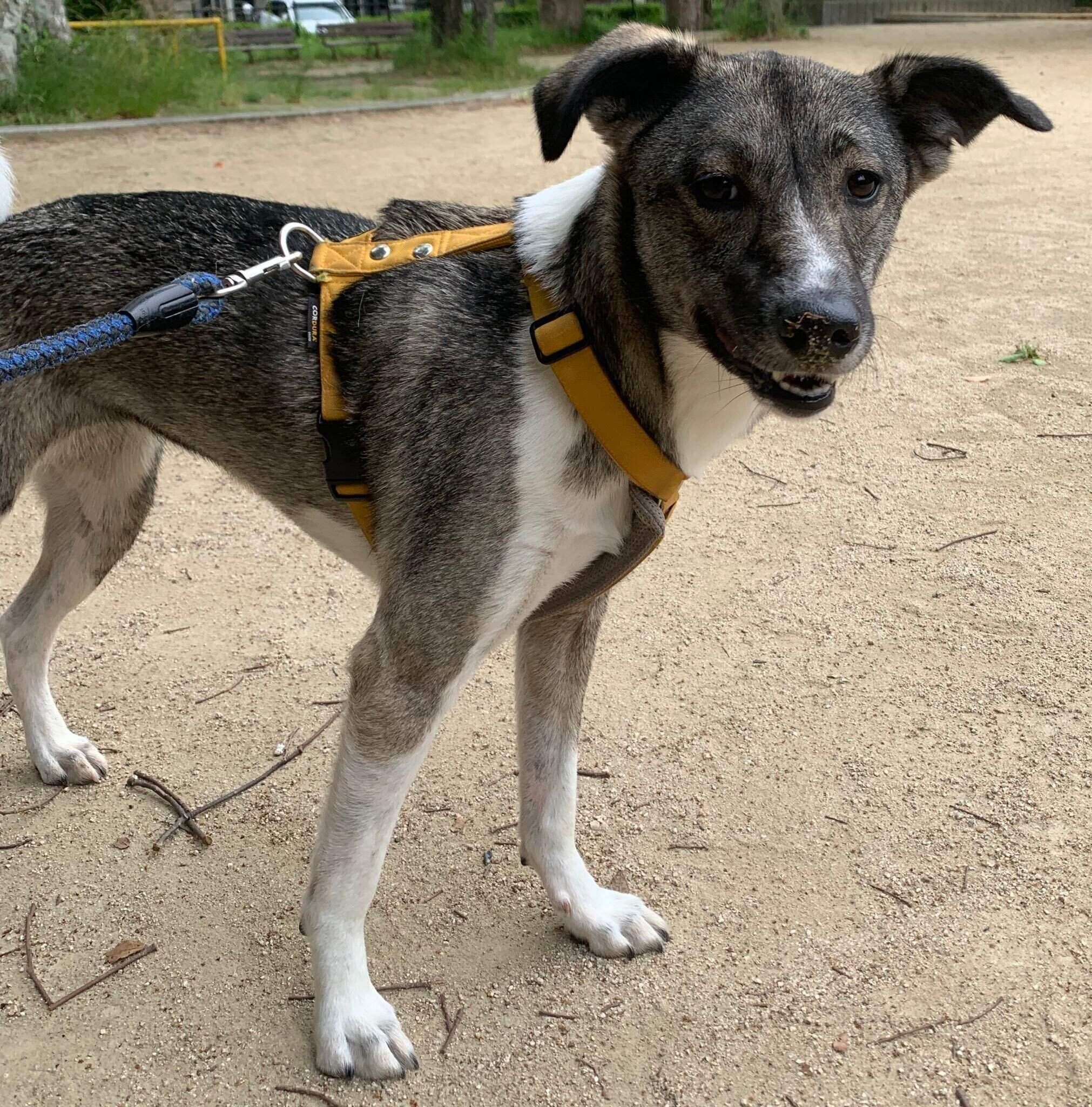 飼い主さんとともに少しずつ外の世界に慣れていったハレちゃん