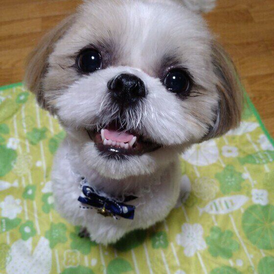 カットして笑顔のシー・ズーラムくん