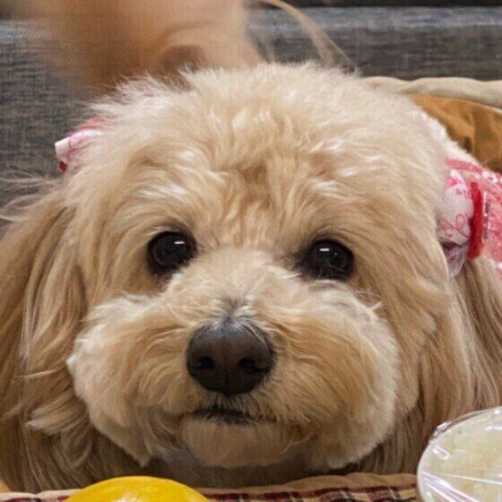 Mix（小型犬）のモカちゃん♪